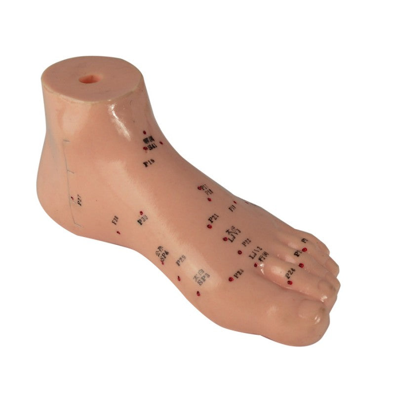 Foot Acupuncture Model 13 Cm