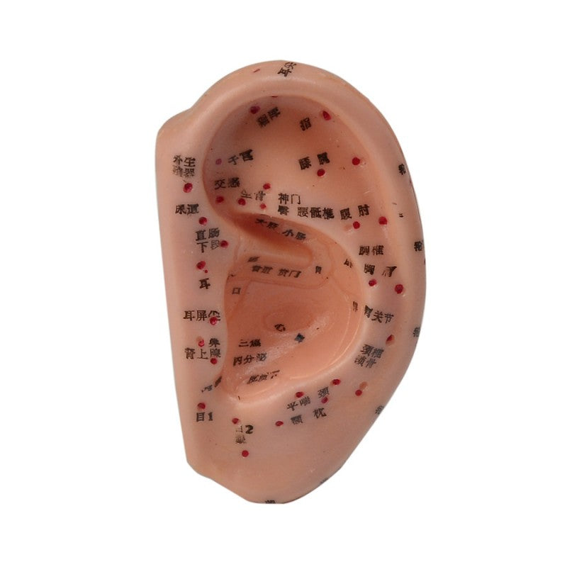 Ear Acupuncture Model 40 Cm