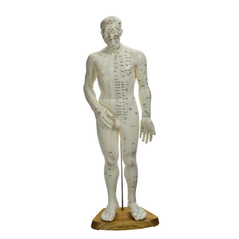 Male Acupuncture Model Cmam-1 65cm