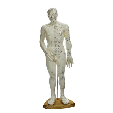 Male Acupuncture Model Cmam-1 65cm