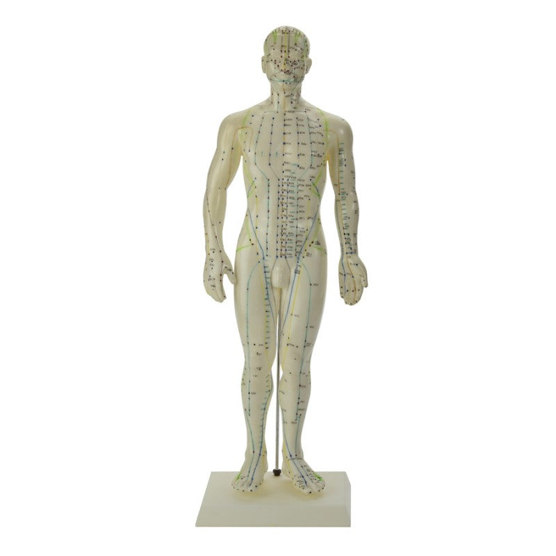 Male Acupuncture Model 50cm
