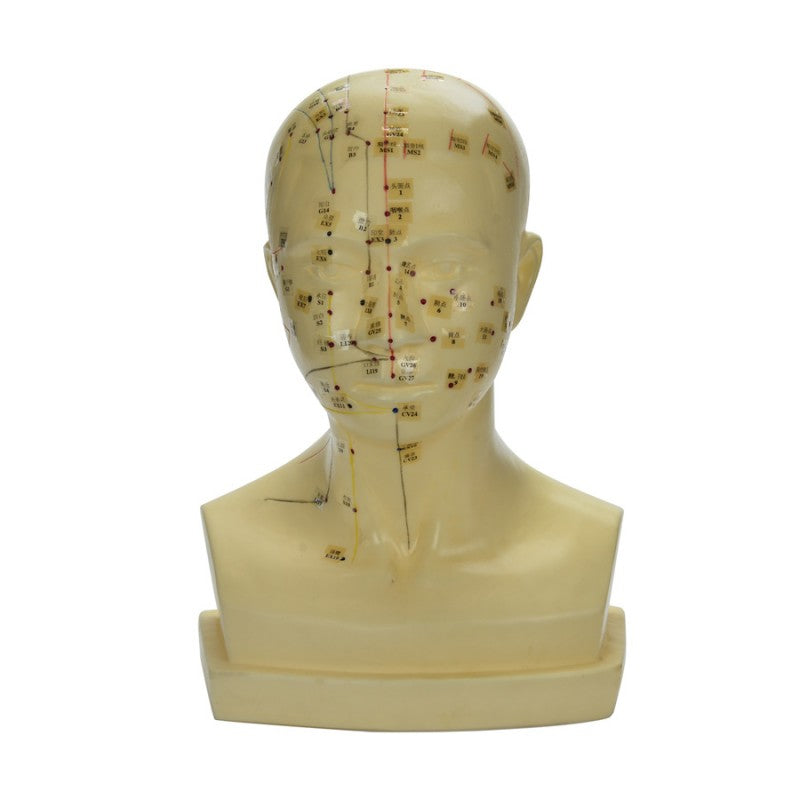 Head Acupuncture Model 20cm