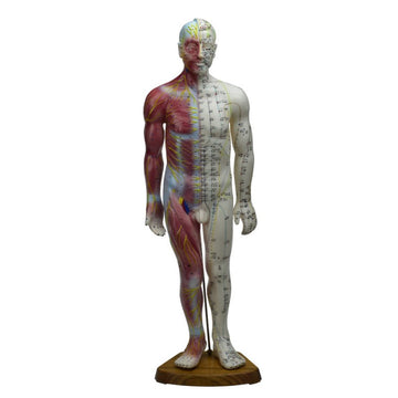 Male Acupuncture&muscle Model 60cm