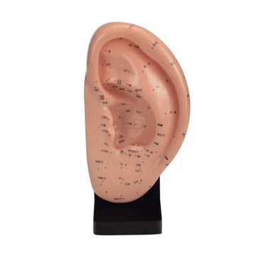 Ear Acupuncture Model 22cm
