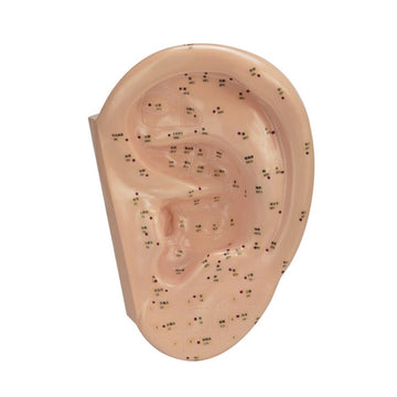 Ear Acupuncture Model 7 Cm