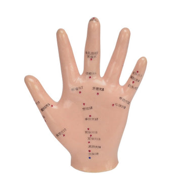 Hand Acupuncture Model 13 Cm