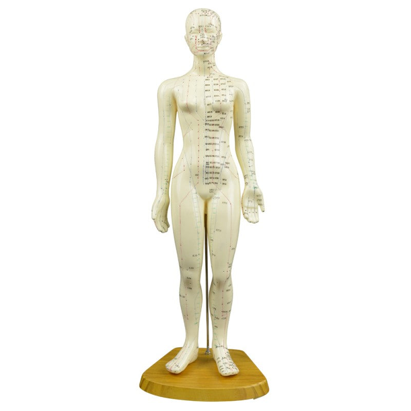 Female Acupuncture Model 48cm