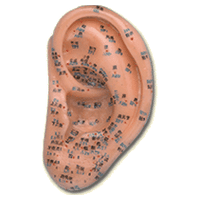 Human Ear Model (REN ER MO XING)  13 cm