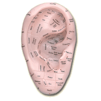 Human Ear Model (REN ER MO XING)  17 cm