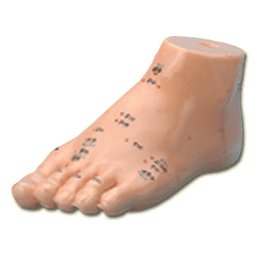 Acupuncture Foot Model (REN JIAO MO XING)  Size: 150 x 68 x 80 mm