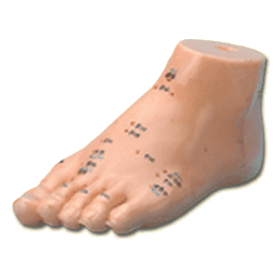 Acupuncture Foot Model (REN JIAO MO XING)  Size: 150 x 68 x 80 mm