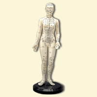 Female Body Model (ZHEN JIU MO XING)  48 cm