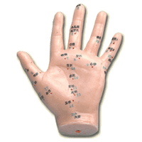 Human Hand Model (REN SHOU MO XING)  14 cm