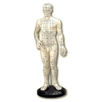 Human Body Model  (ZHEN JIU MO XING)  48 cm